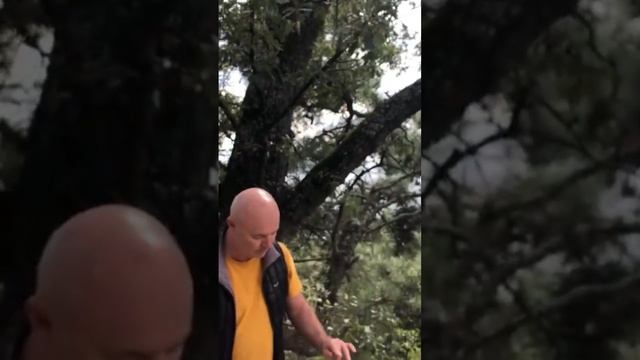 Хрустальная симфония вальс Грибоедова #путешествия #музыка #грибоедов #вальсы смотреть онлайн