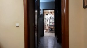 Попугай Жако Ники.mp4