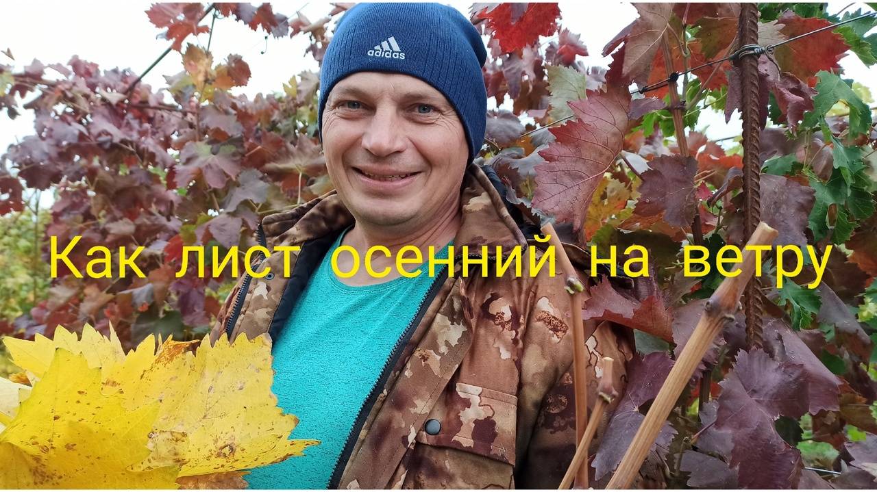 Как лист осенний на ветру. День сурка. В ЗАГСе была!? Включи фантазию! смотреть онлайн