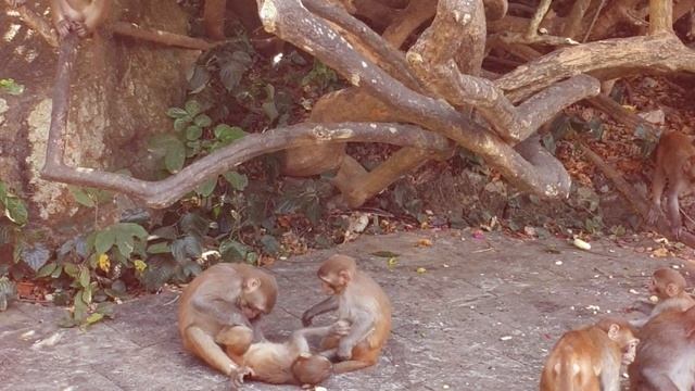 Остров обезьян, о.Хайнянь смотреть онлайн