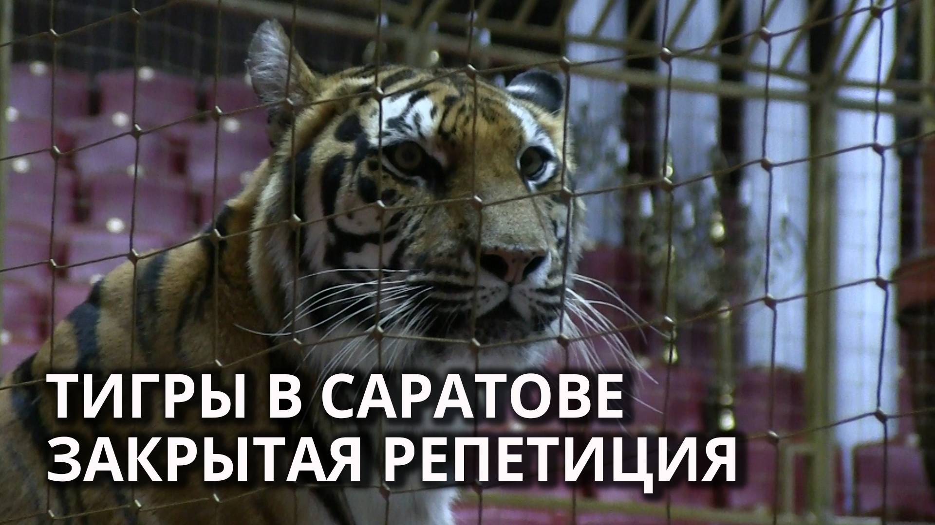 В Саратове "Принцесса цирка" рассказала о работе с тиграми смотреть онлайн