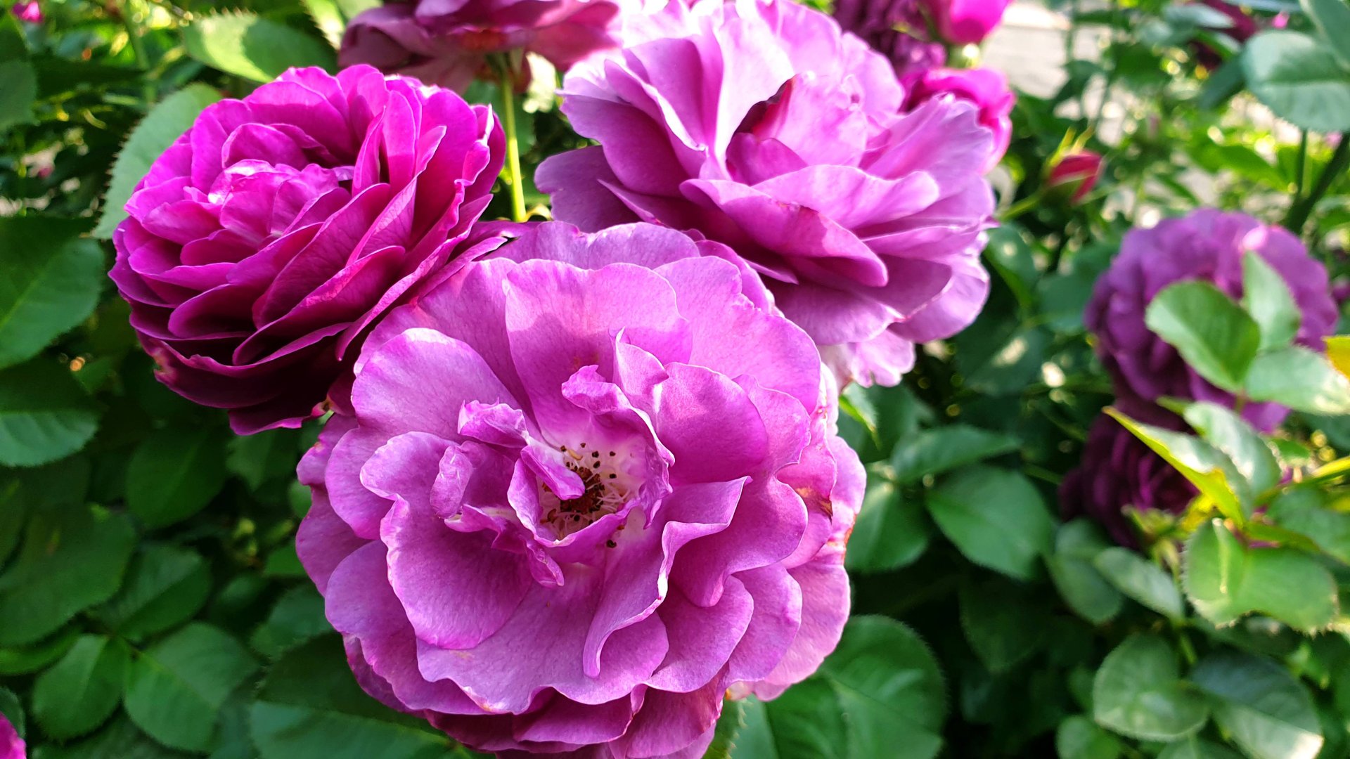 Сравнение по цвету роз Твайлайт Зоун и Минерва. смотреть онлайн