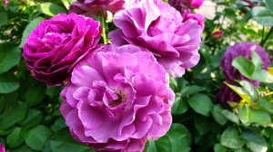 Сравнение по цвету роз Твайлайт Зоун и Минерва.