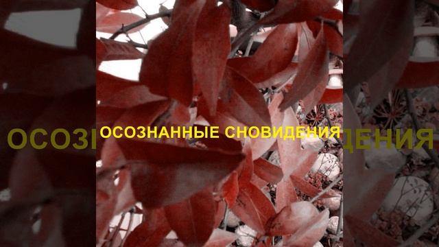 осознанные сновидения смотреть онлайн