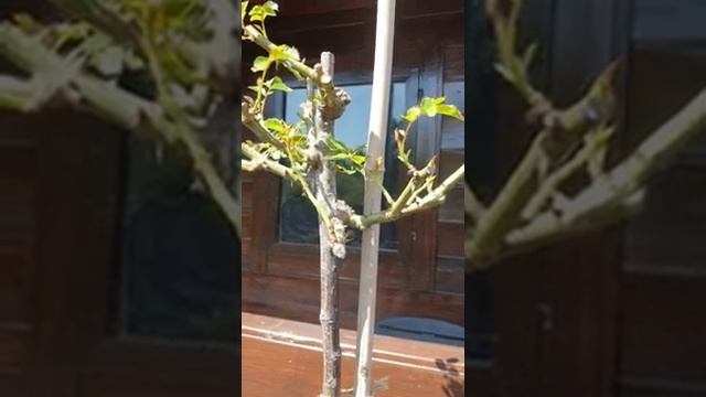 Штамбовая роза из питомника Кордес от покупки до посадки. Часть тринадцатая. смотреть онлайн