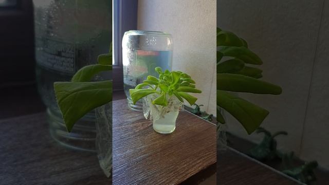 Укоренение черенков петунии в воде. Часть вторая. 27.05.2024 г. смотреть онлайн