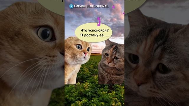 В поле #мыкотики #вмем #разговор #анекдот #шутки #кот #юмор #смешное #прикольно #мемы #cat смотреть онлайн