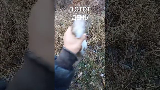 В поисках налимьих троп ;) #рыбалка #налим #вэтотдень #Вэтотдень #ловляналимв #впоискахналима #налим смотреть онлайн