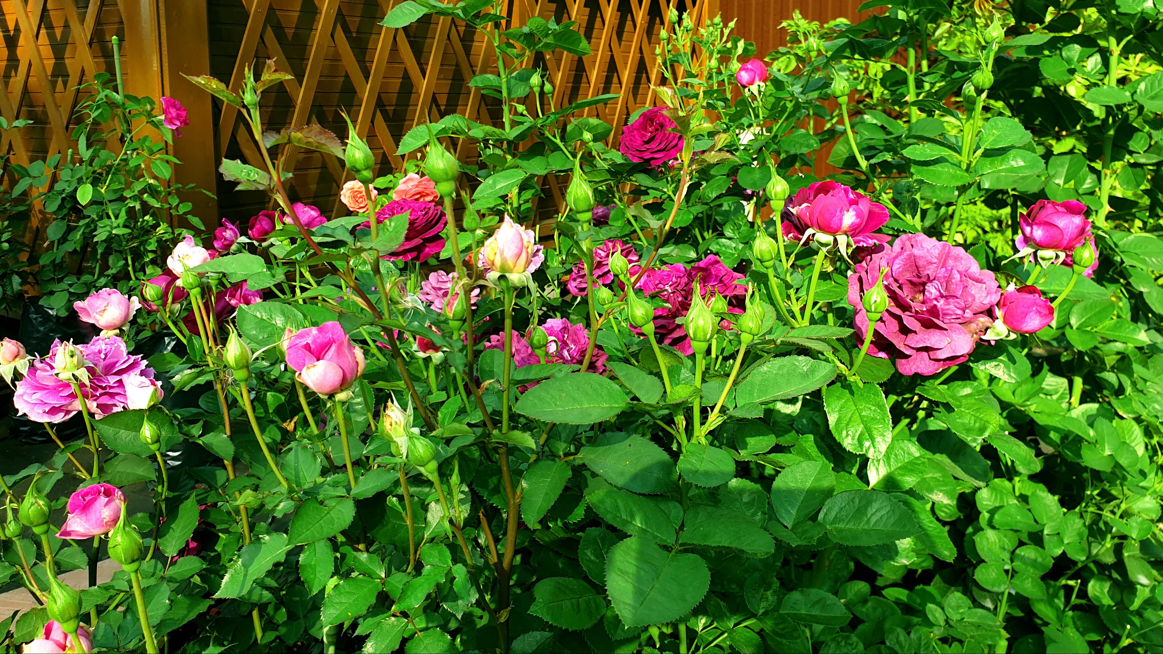 Почему розы болеют. Продолжение к видео о шестой сезонной обработке роз. смотреть онлайн