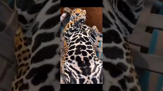 Прикольные и красивые животные. смотреть онлайн