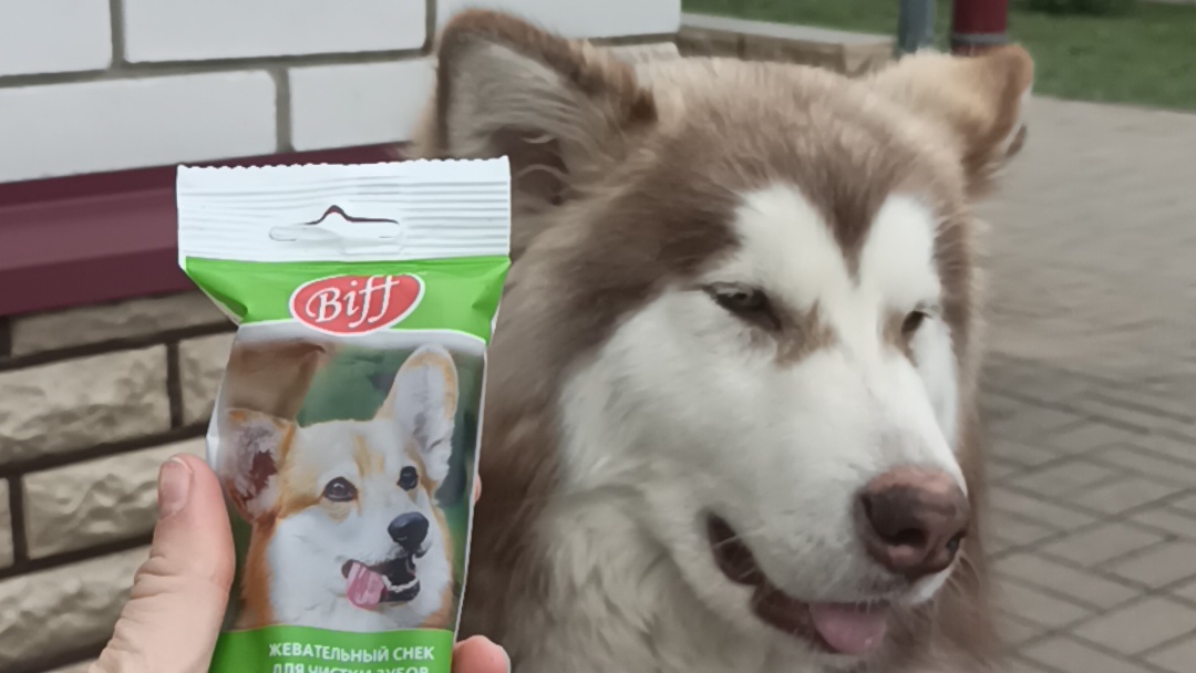 Никси пробует вкусняшки Dent🦷от Biff 05.11.2024.