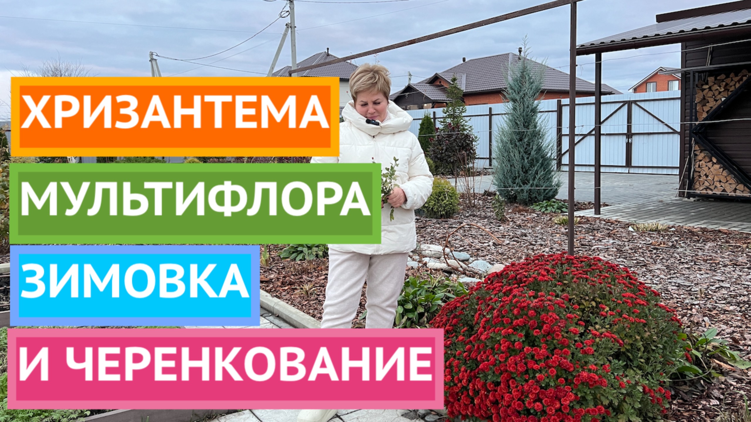 ХРИЗАНТЕМА МУЛЬТИФЛОРА: ЗИМОВКА И ЧЕРЕНКОВАНИЕ! смотреть онлайн