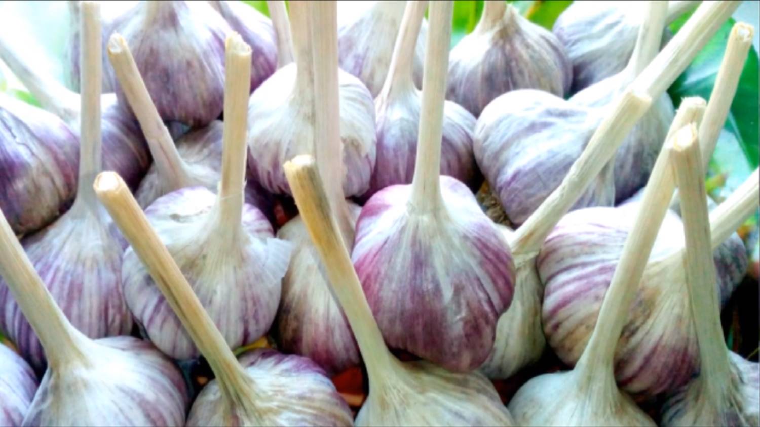 Лучший способ хранения чеснока до нового урожая! Так храню чеснок много лет! смотреть онлайн