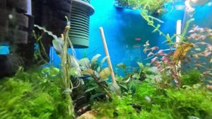 Буцефаландры купил что за вид мелкий и цветет. Обзор Буцефаландр