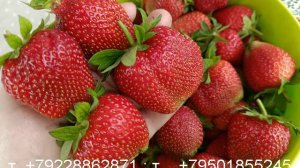 Клубника красная, белая, ремонтантная.