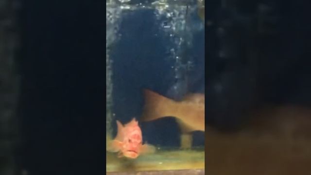 Можешь съесть любую рыбу #путешествия #food #морепродукты #fish #борнео #travel #рыба смотреть онлайн