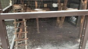 Что белки пьют зимой.Или как напоить белок в вольере без воды.