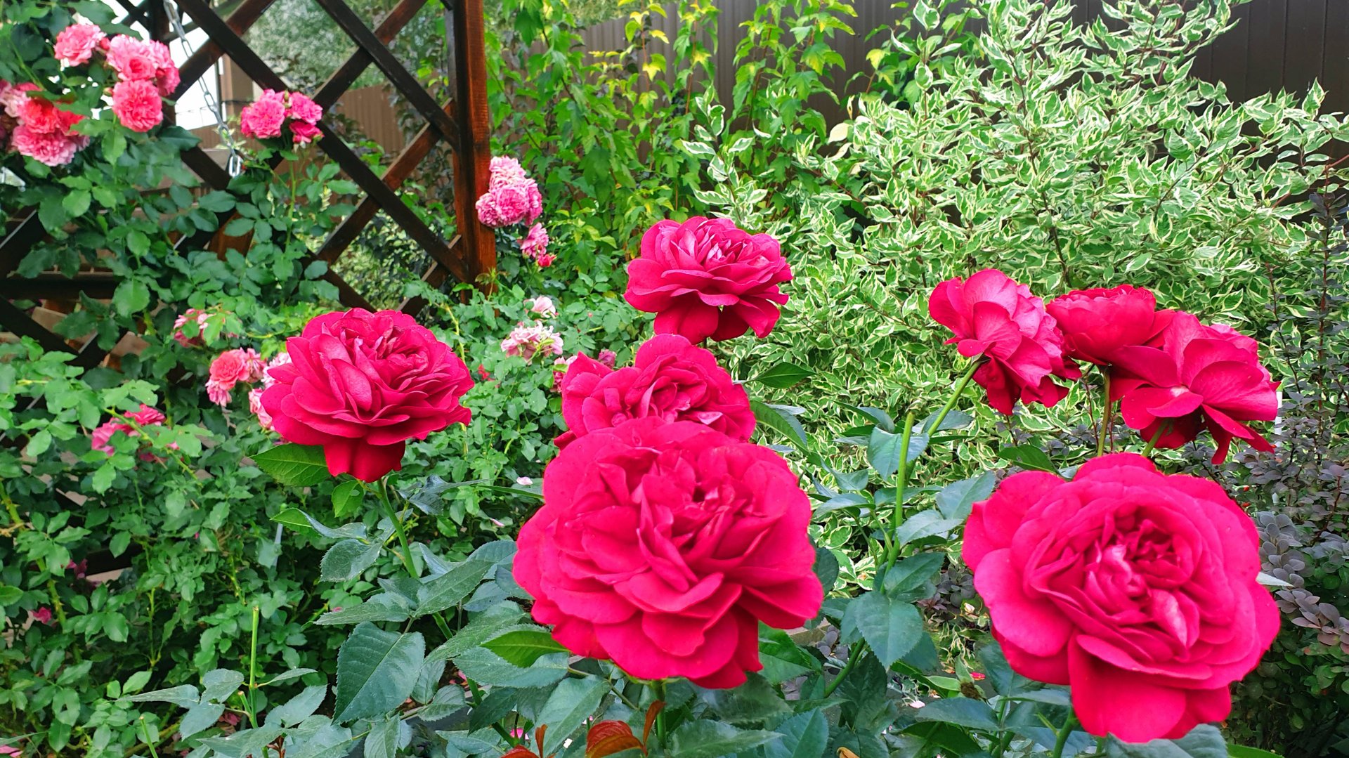 Цветение розы Бордо. смотреть онлайн