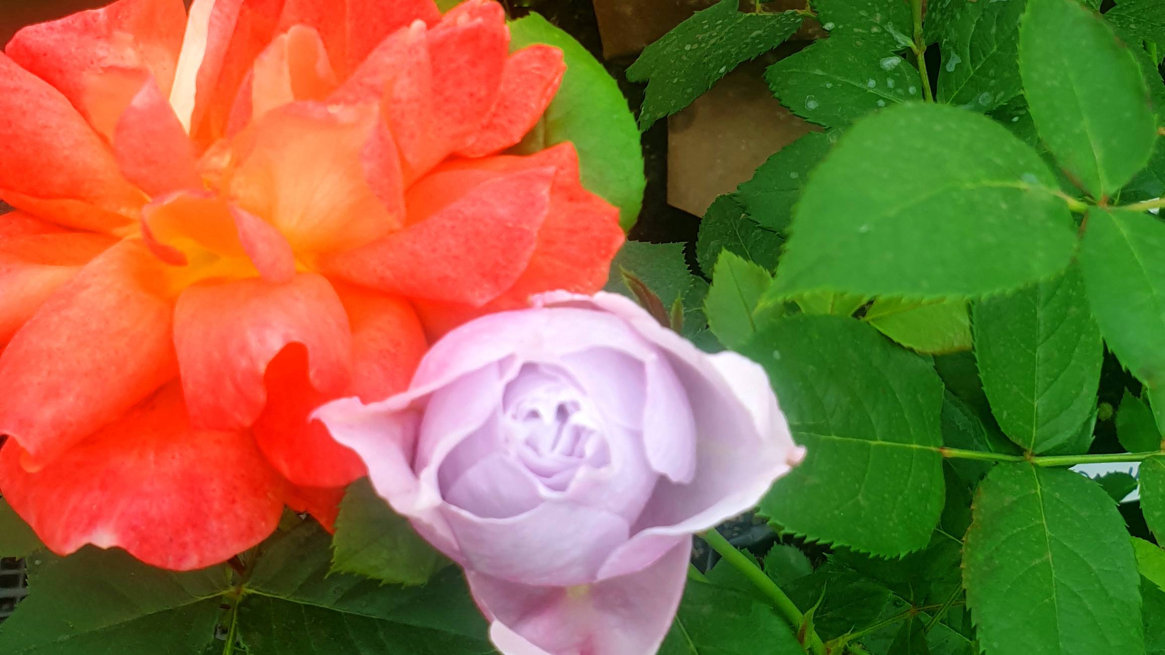 Цветение молодых саженцев роз. смотреть онлайн