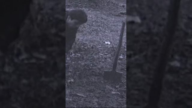 Он просто обознался #триллер #фильмы #кино #ужасы #лопата смотреть онлайн