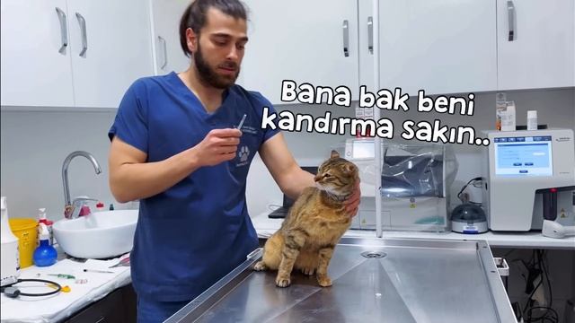 KEDİ SALDIRISI! 😱 ( Aniden Elimi Yaraladı! ) смотреть онлайн