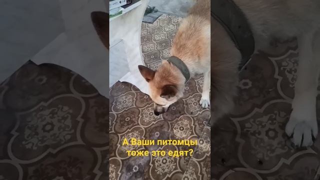 едим арбуз. #арбуз #собака #домашниеживотные #ятвойдед смотреть онлайн