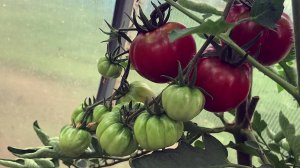 Неудавшийся сорт помидора. И еще о 2-х сортах томатов.