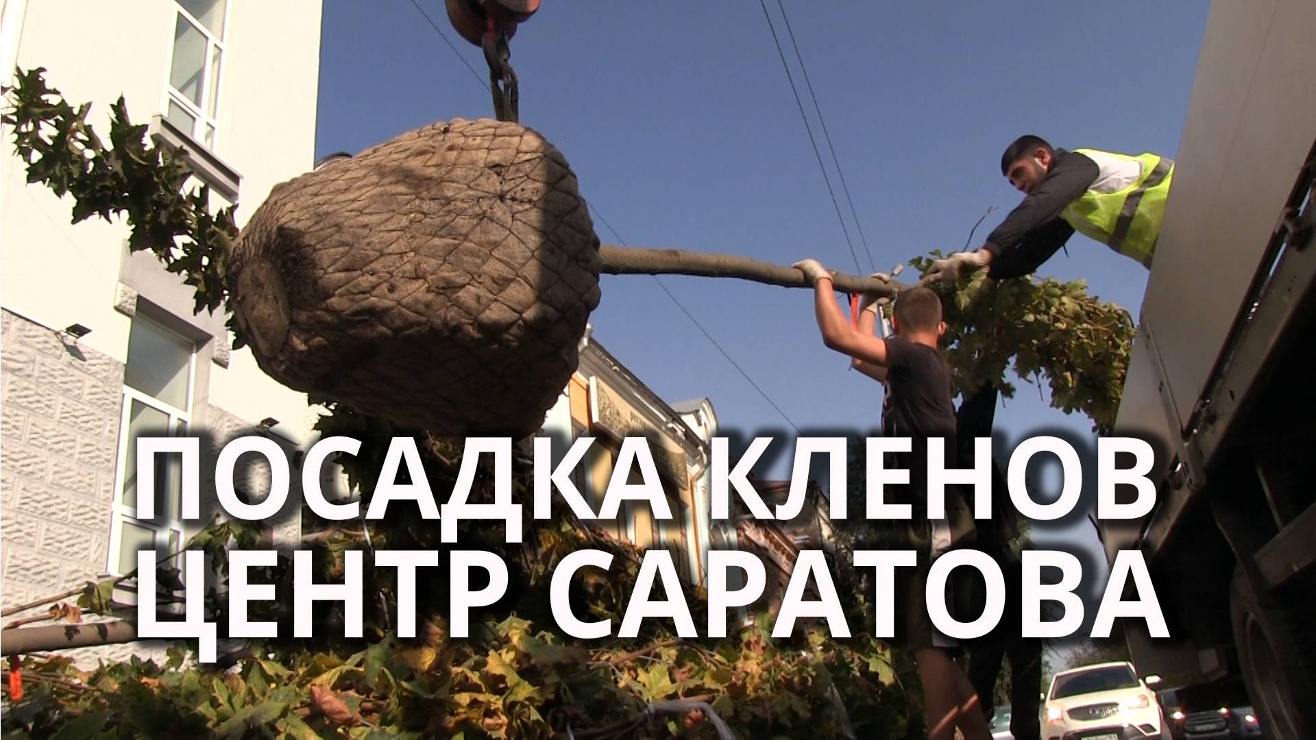 На улицах Саратова начали сажать деревья-крупномеры смотреть онлайн