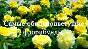 Самые обильноцветущие розы флорибунды. Часть пятая.