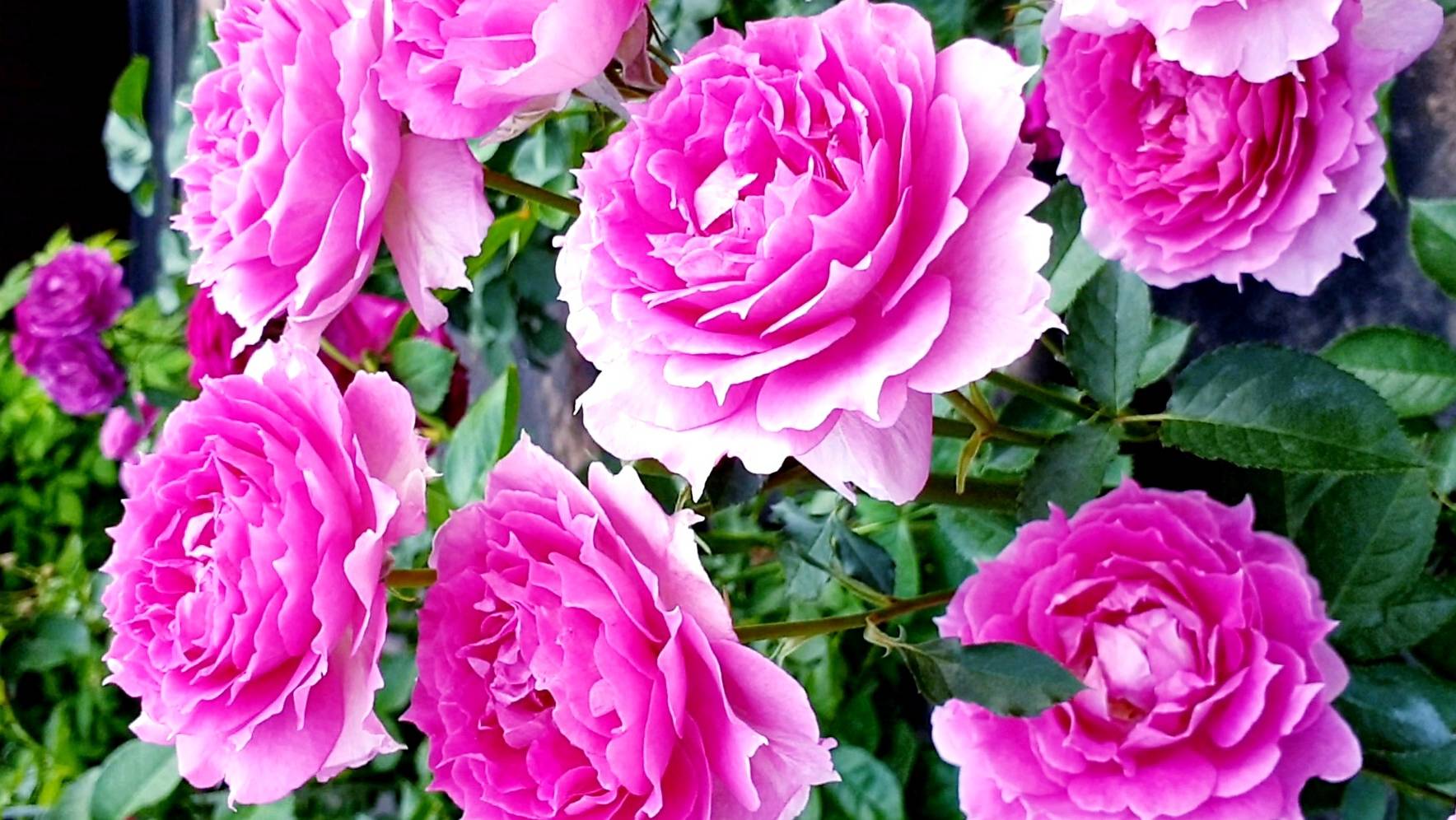 Цветение розы Шахерезада. смотреть онлайн