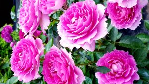 Цветение розы Шахерезада.