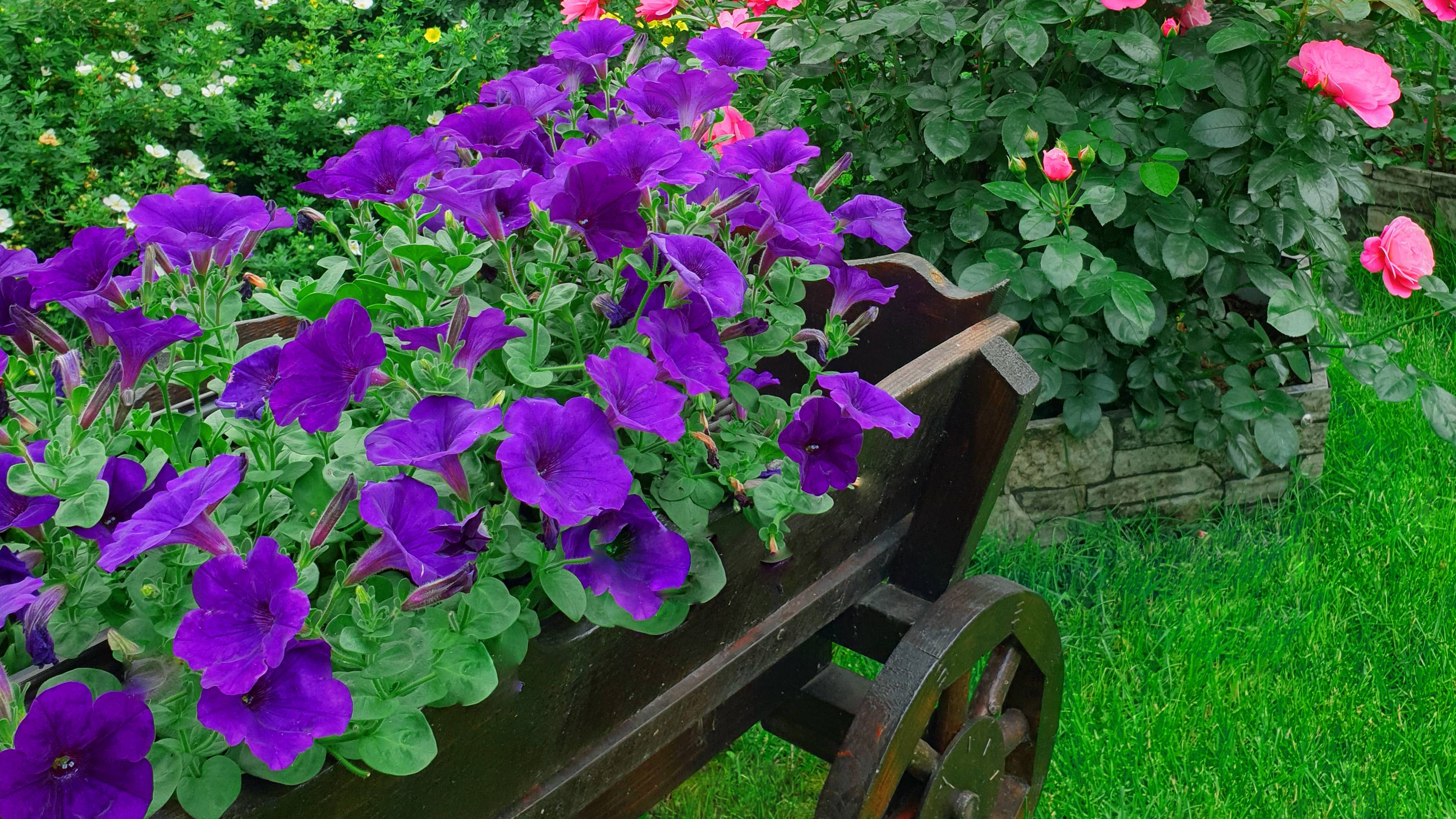 Цветение петунии Опера синяя. смотреть онлайн