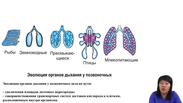 Позвоночные животные смотреть онлайн