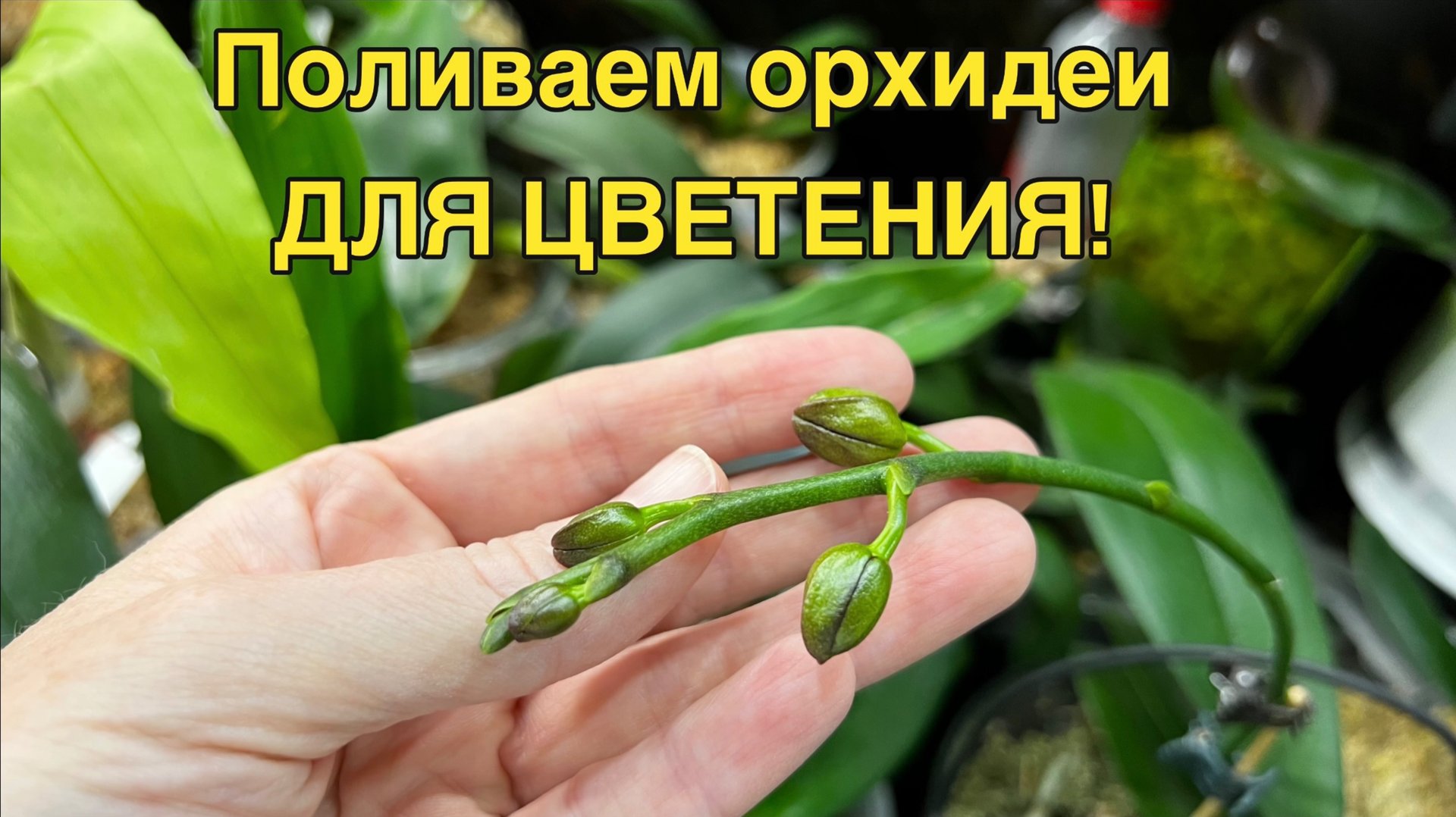 Прямой эфир: удобрения для цветения!