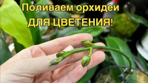 Прямой эфир: удобрения для цветения!