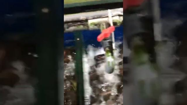 Лангусты или лобстеры на Борнео #food #путешествия #aquarium #fish #морепродукты #travel смотреть онлайн