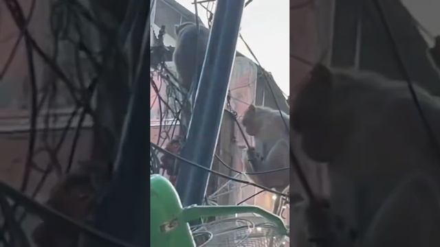 Обезьяны и давка в кришнаитском храме #путешествия #индия #travel #вриндаван #обезьяна смотреть онлайн