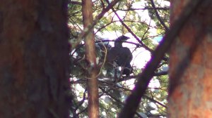 С ЛАЙКАМИ НА ПУТИКЕ / Проверяю капканы на Куницу. Сезон 24-25г.