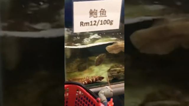 Неизвестный мне моллюск #путешествия #food #aquarium #борнео #fish #travel смотреть онлайн