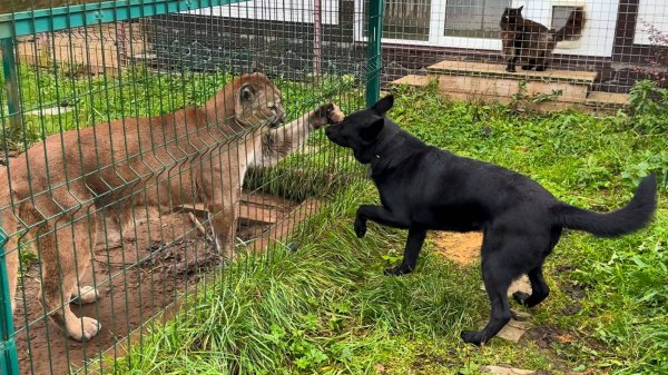 ПУМА ЗАЗЫВАЕТ СОБАКУ НА ИГРЫ / Котенок мейн-куна и крысаhttps://studio.rutube.ru/videos