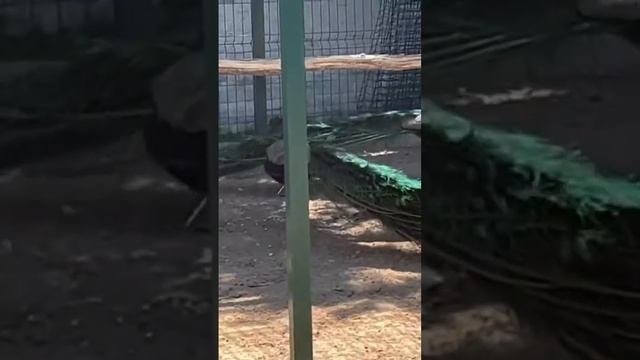 Павлины в монастыре Мурома #путешествия #travel #павлин #муром смотреть онлайн