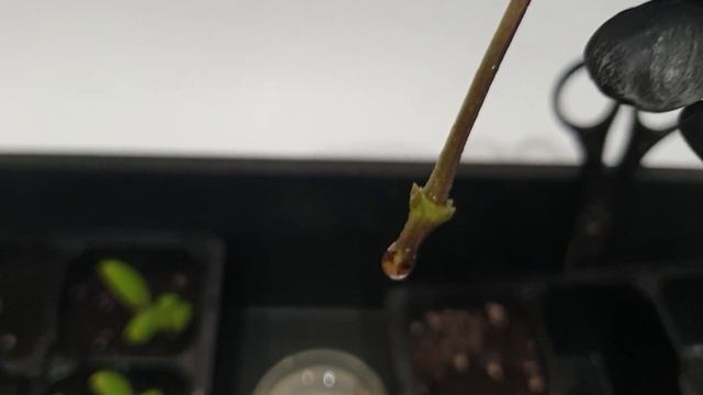 Посадка черенков петунии и клематиса укоренённых в воде. 04.06.2024 смотреть онлайн