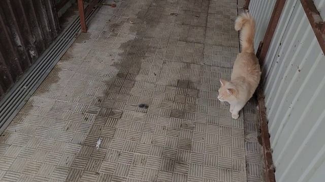 И пришёл ноябрь... Снежный... смотреть онлайн