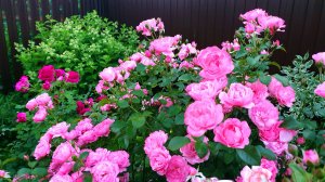 Цветение розы Майн Шонер Гартен.