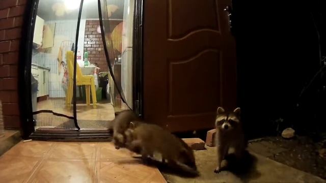Енотики пришли - укор смотреть онлайн