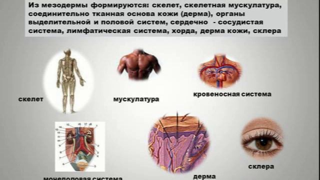 Ясное здоровье, Олег Матвеев olegmatveev.org смотреть онлайн