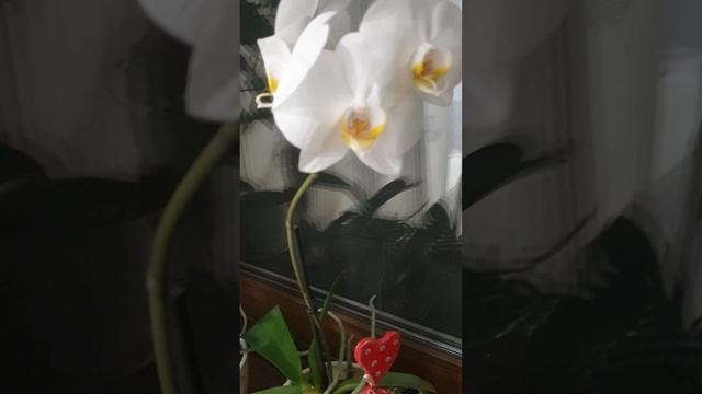 Зацвела белая орхидея. смотреть онлайн