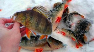 РАЗБУРИЛ КАМЫШ, ОДЕЛ БЛЕСНУ И ДАВАЙ ТАСКАТЬ! ЗИМНЯЯ РЫБАЛКА 2024