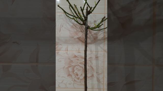 Штамбовая роза из питомника Кордес от покупки до посадки. Часть вторая. смотреть онлайн