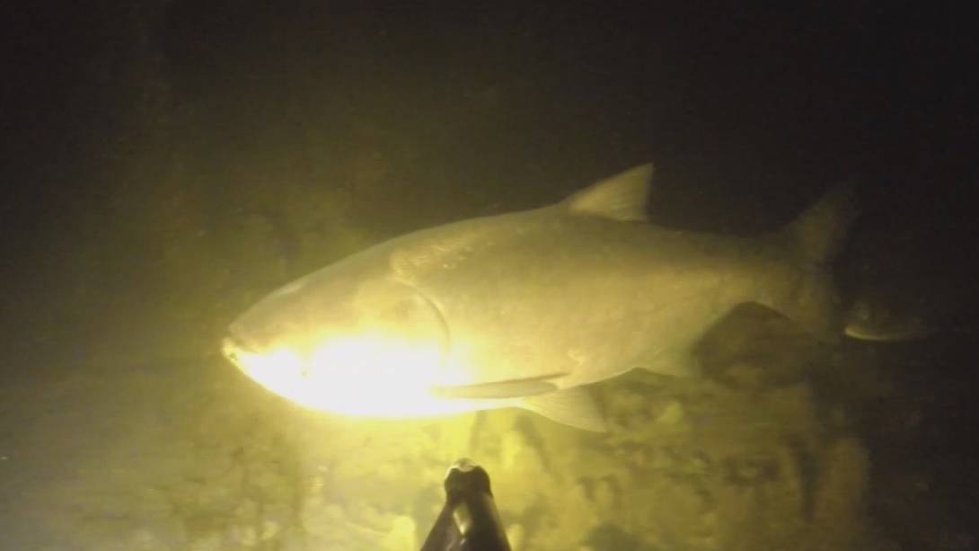 Подводная охота - осенний толстолоб смотреть онлайн